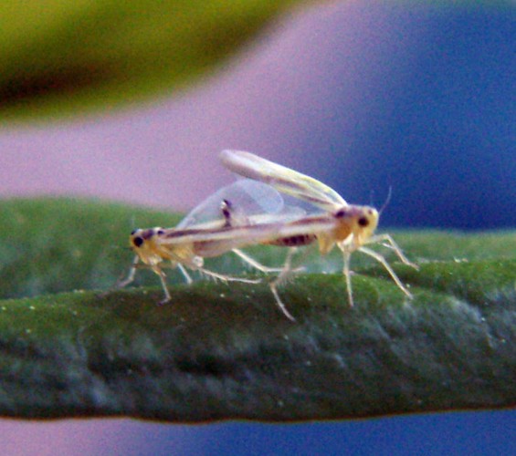 Cicadellidae da identificare: Hauptidia maroccana